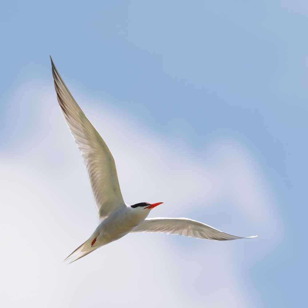 Seeschwalbe Service & Garantie